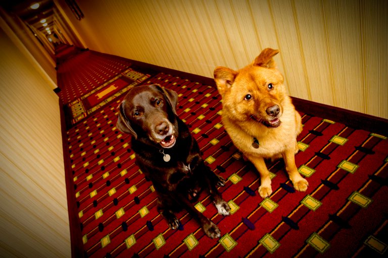 Best Pet-Friendly Hotels in Fort Lauderdale - The AllTheRooms Blog